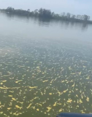 Notícia - [Áudio e vídeo] Órgãos ambientais confirmam presença de coliformes fecais na Lagoa dos Esteves  