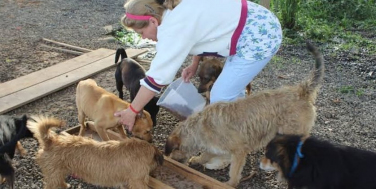 Notícia - [Áudio] OPA deixa canil e teme destino de 120 animais em Balneário Rincão