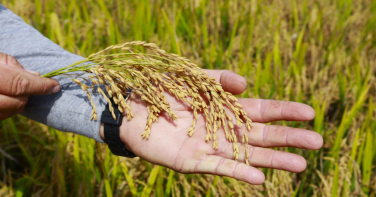 Notícia - Tensão no Estreito de Ormuz atinge lavouras e pode encarecer o arroz em SC
