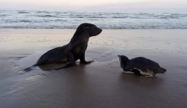 Notícia - Animais na praia, mantenha distância