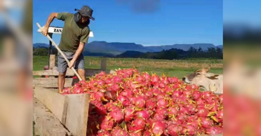 Notícia - Superprodução leva agricultor a alimentar gado com pitaya em SC: ‘Fiz isso chorando’