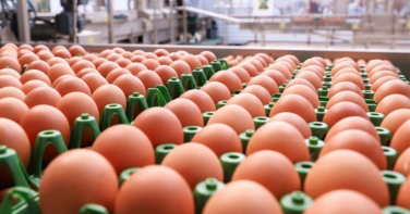 Notícia - 'Rei do Ovo' acelera expansão da Global Eggs após aporte de até US$ 1 bilhão