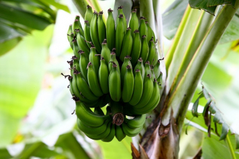 Notícia - As bananas milionárias