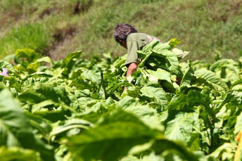 Notícia - [Áudio] Projeto de lei propõe nova forma de classificação do tabaco em SC
