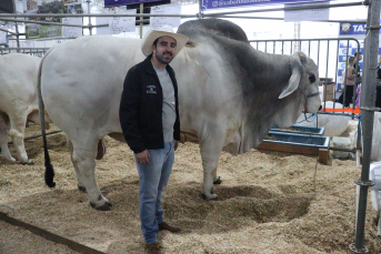 Notícia - Falcão, o maior touro da raça Brahma do Brasil, rouba a cena na AgroPonte 2025