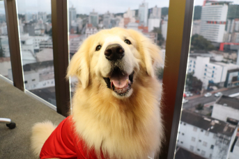 Notícia - [Áudio] Projeto Pet Terapia leva cães treinados a hospitais de Criciúma
