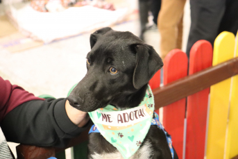 Notícia - Evento promoveu interação entre pets e adoção responsável 