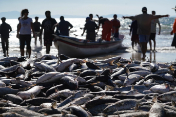 Notícia - Pescadores artesanais são barrados no meio da melhor safra da tainha em décadas em SC