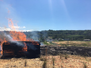 Notícia - Incêndio em vegetação mobiliza bombeiros