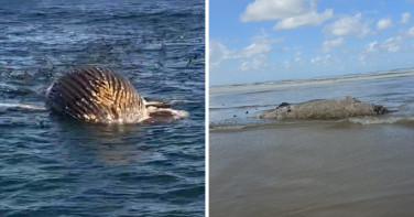 Notícia - Segunda baleia é encontrada morta em menos de 48h em Jaguaruna