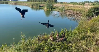 Notícia - Vídeos: aves nativas de SC salvas entre caminhões na BR-101 voltam à natureza