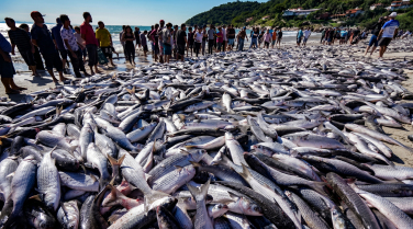 Notícia - Deputado confirma cota extra e pesca da tainha será retomada em Santa Catarina