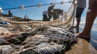 Notícia - Pescadores do Sul de SC ficam de fora da cota extra da tainha