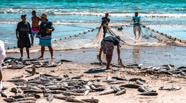 Notícia - Pesca da tainha pode ser encerrada nos próximos dias após avanço da nova cota
