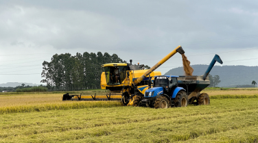 Notícia - El Niño acende alerta para produtores de arroz de SC às vésperas da semeadura da safra