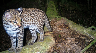Notícia - Menor felino do Brasil é registrado em parque ecológico de SC