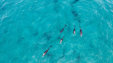 Notícia - Golfinhos “invadem” praia famosa de SC e aparecem a poucos metros da areia