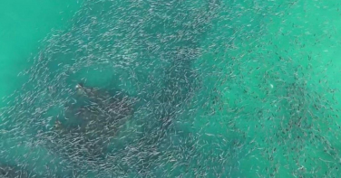 Notícia - Navio naufragado vira cenário de espetáculo com tainha em SC