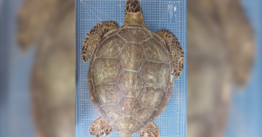 Notícia - Chup-chup e pacote de chips: exame revela morte de tartaruga-verde em SC