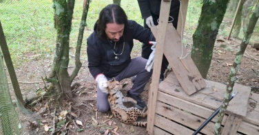 Notícia - Felino ameaçado de extinção é capturado após atacar galinhas em SC