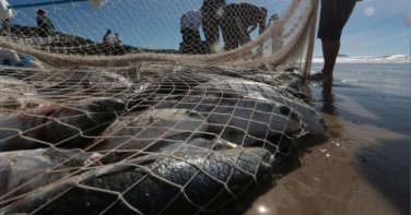 Notícia - Prazo para entrega de regulamentação para pescadores termina em 31 de dezembro