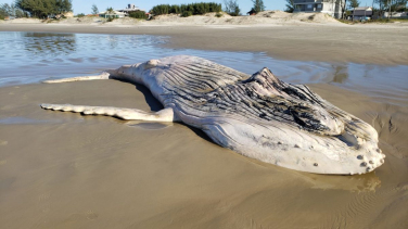 Notícia - Filhote de baleia aparece morto em Balneário Esplanada