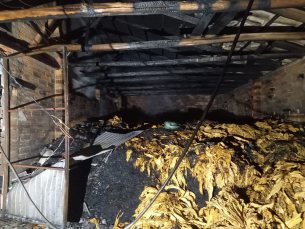 Notícia - Incêndio destrói estufa de fumo em Içara (FOTOS)