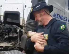 Notícia - VÍDEO: PRF resgata gata que viajava escondida em baixo de caminhão na BR-101