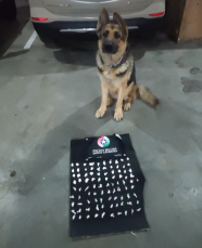 Notícia - Polícia Militar realiza apreensão de drogas em Criciúma