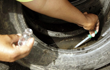 Notícia - Foco de dengue é encontrado em Lauro Müller