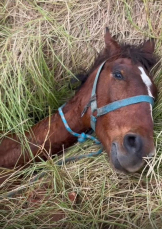 Notícia - Cavalo é resgatado após cair em buraco em área de mata em Criciúma