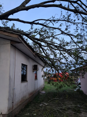 Notícia - Araranguá: Ventos fortes derrubam árvore em residência 