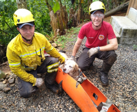 Notícia - Cão idoso desaparecido em trilha mobiliza bombeiros