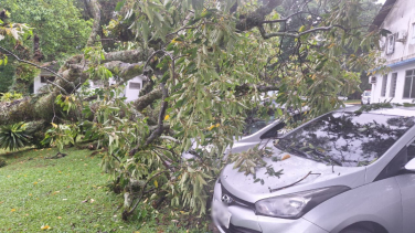 Notícia - Árvore cai e atinge dois carros no Hospital Santa Catarina, em Criciúma