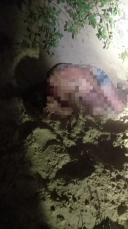 Notícia - Homem é encontrado após desaparecer em área de mata no Balneário Rincão