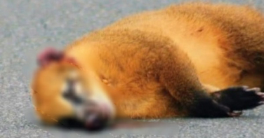 Notícia - Fauna encurralada: animais morrem aos montes em trecho urbano da SC-108