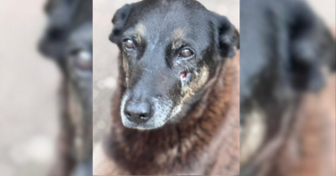 Notícia - Caso Orelha gera 25 projetos e impulsiona a Lei Cão Orelha