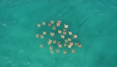 Notícia - Espetáculo no mar: arraias reaparecem e nadam na superfície em SC