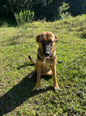 Notícia - Sábado será dia de encontrar um novo amigo em Urussanga