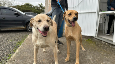 Notícia - Morro da Fumaça realiza novo mutirão de castração gratuita e atende mais de 60 animais