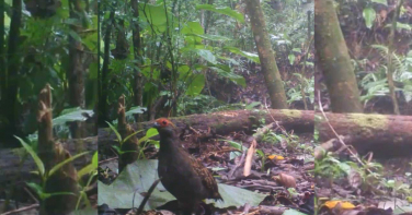 Notícia - De bugios a catingueiros: fauna reaparece com força no Sul de SC