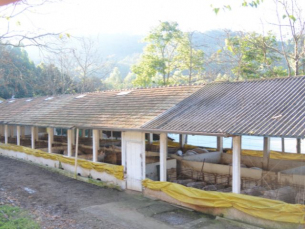 Notícia - Exportações de carnes de SC batem recorde e somam US$ 3,7 bilhões até outubro