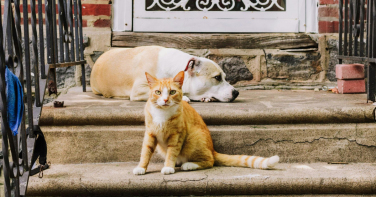 Notícia - Últimos dias para castração gratuita de pets em Urussanga