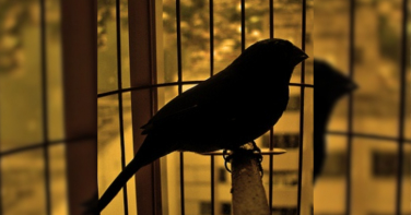 Notícia - Criação clandestina é desfeita e dez pássaros são salvos em Criciúma