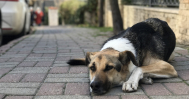 Notícia - Selo de incentivo à causa animal é aprovado em Içara