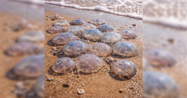 Notícia - Perigo no mar: águas-vivas são avistadas em praias de SC e acendem sinal de alerta