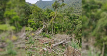 Notícia - Desmatamento ilegal destrói quase 5 hectares em Jacinto Machado