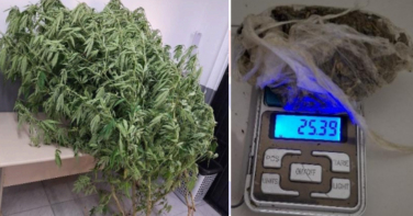 Notícia - Pés de maconha no quintal revelam tráfico em Criciúma