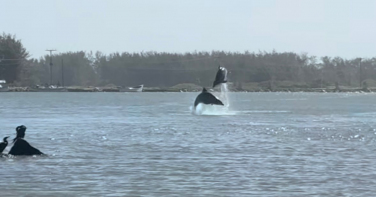 Notícia - VÍDEO: Golfinhos aparecem perto de turistas e viralizam em Laguna
