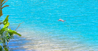 Notícia - Buscas por idoso desaparecido em Araranguá chegam ao 4º dia